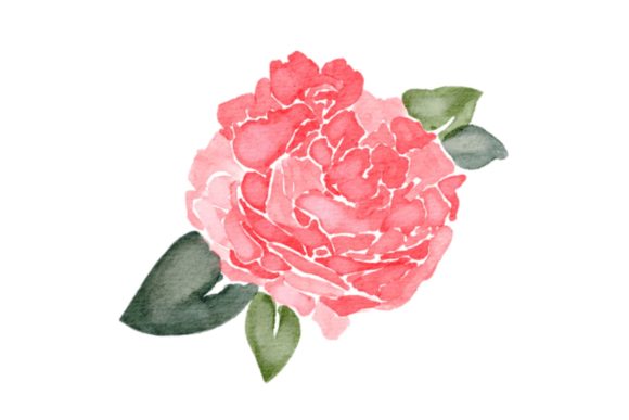 Flower Peonies Watercolor PNG & Illustrations
