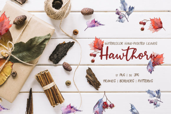 Hawthorn Watercolor Illustrations Review