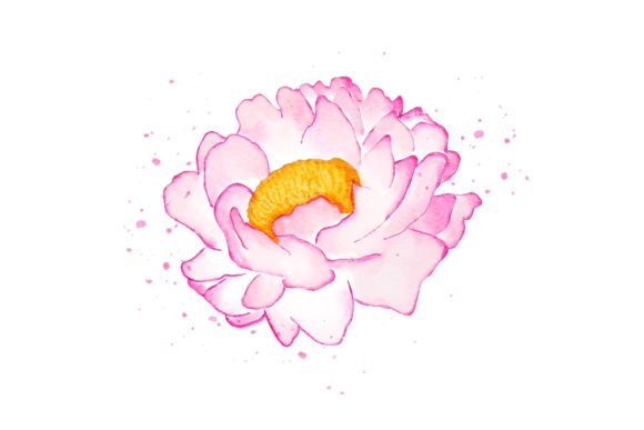 Peonies Flower Watercolor Realistic PNG Illustrations