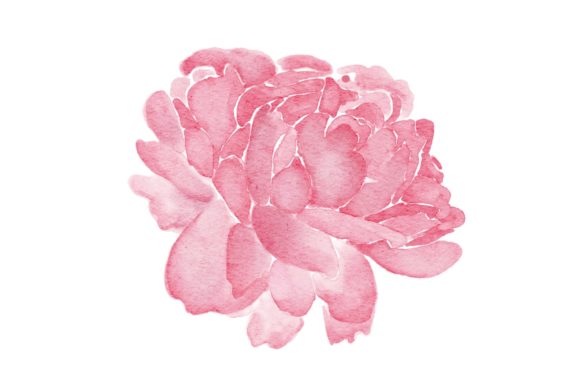 Peonies Pinak Flower Watercolor PNG & Illustrations