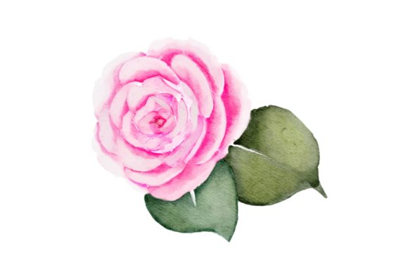 Pink Flower Watercolor Realistic PNG Illustrations