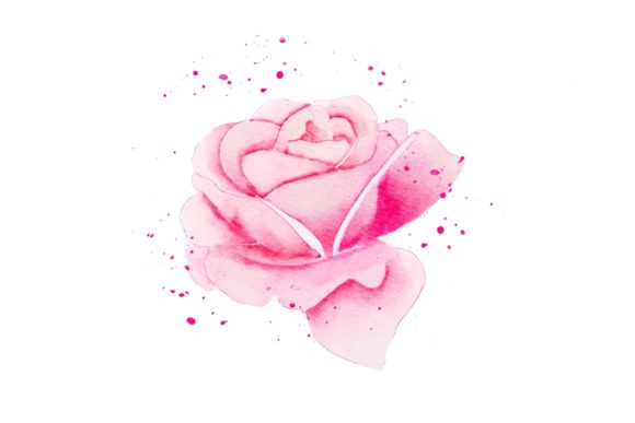 Pink Rose Realistic Watercolor PNG Review