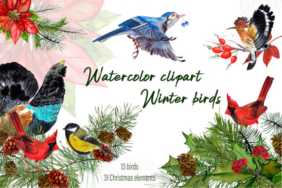 Watercolor Clipart Winter Birds & Illustrations