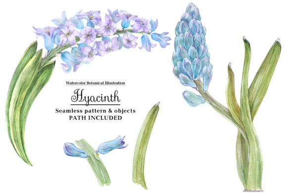 Watercolor Hyacinth Illustrations Review