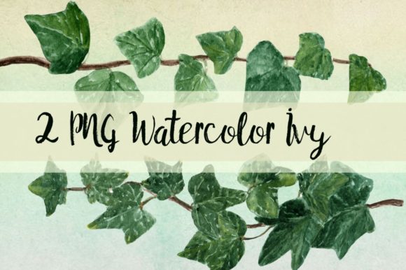 Watercolor Ivy Clip Art - 2 PNG Illustrations