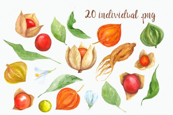 Watercolor Physalis Clip Art & Illustrations
